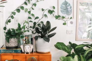 hanging indoor plants