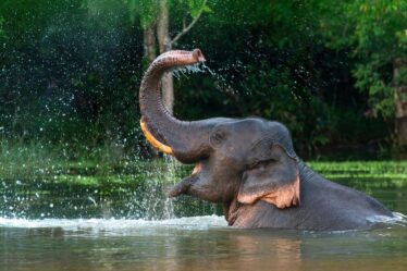 elephant nature park